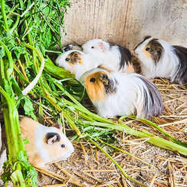 Cavie porcellini d'india