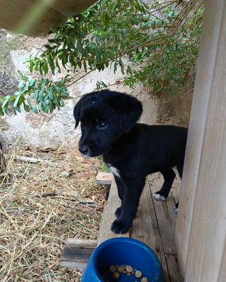 Cucciolo di cane 