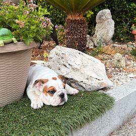 Cucciola di Bulldog Inglese