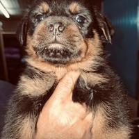 Cucciolo Rottweiler