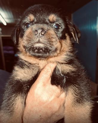 Cucciolo Rottweiler