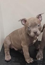 American bully pocket