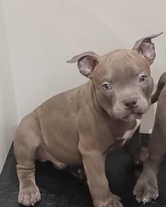 American bully pocket