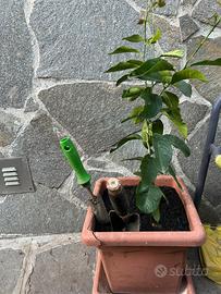 Pianta limoni