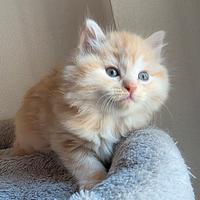 Gattino MASCHIO