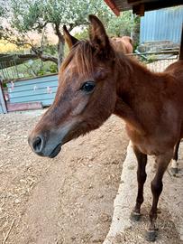 Cavallo Arabo