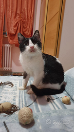 Cocò Tenerissimo