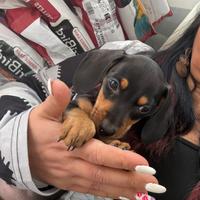 Bassotto nero biscotto