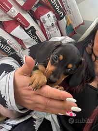 Bassotto nero biscotto