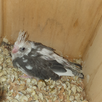 Pulli calopsite faccia bianca