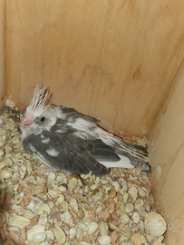 Pulli calopsite faccia bianca