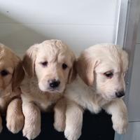 Cuccioli di golden retriver