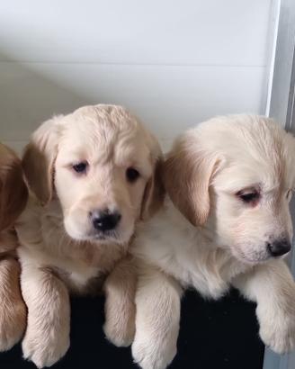 Cuccioli di golden retriver