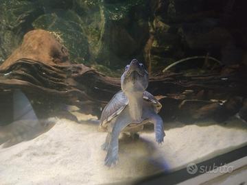 Tartaruga