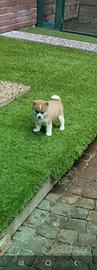 Shiba inu sesamo e fulvo