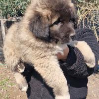Cuccioli Pastore del Caucaso