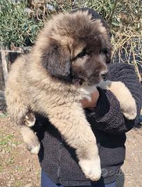 Cuccioli Pastore del Caucaso