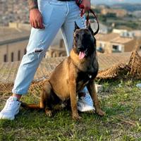 Pastore belga malinois per monta