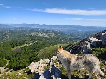 Lupo cecoslovacco