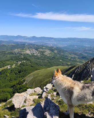 Lupo cecoslovacco