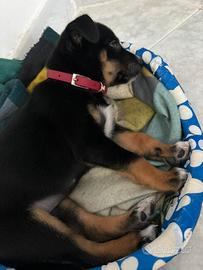 Cucciola chihuahua/pincher