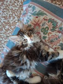 Gatto di razza