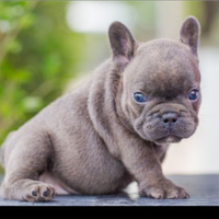 Bulldog francese liliac