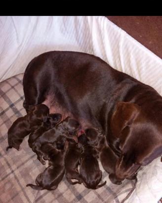 Bassotti