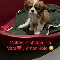 Cavalier King Charles Spaniel Pedegree Enci