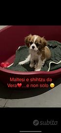 Cavalier King Charles Spaniel Pedegree Enci