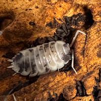 Isopodi terrario cibo vivo