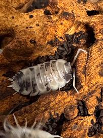 Isopodi terrario cibo vivo