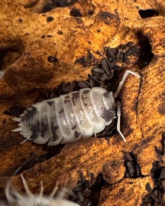 Isopodi terrario cibo vivo