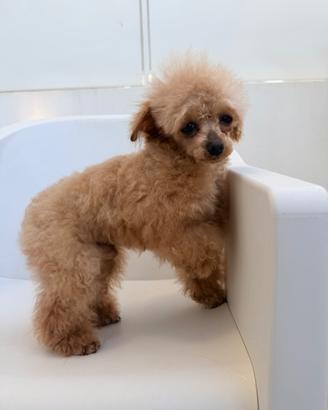 Barboncino Teacup cinese 14 mesi adulto stallone