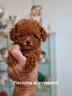 barbone-mini-toy