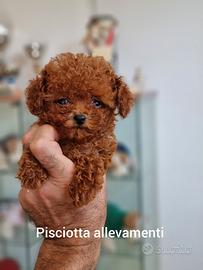 Barbone mini toy