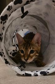 Gatto bengala