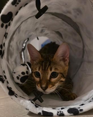 Gatto bengala