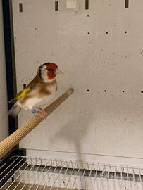 Cardellino Pheo/aurora