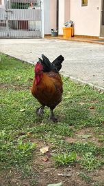 Gallo Marans