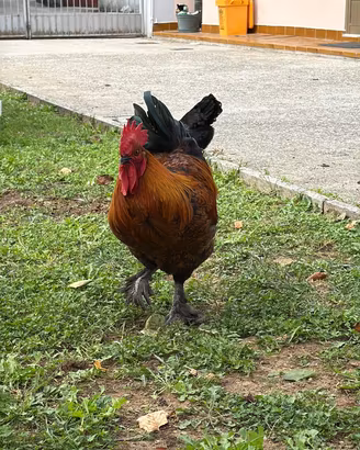 Gallo Marans