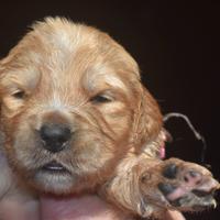 Cuccioli GOLDEN RETRIEVER