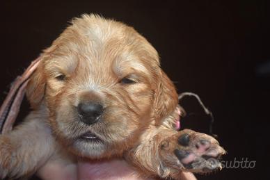 Cuccioli GOLDEN RETRIEVER