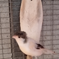 Canarini maschi 2025