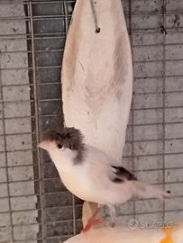 Canarini maschi 2025