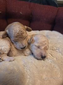 Barboncino toy maschio femmina