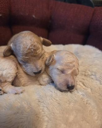 Barboncino toy maschio femmina