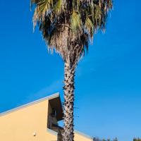 PALMA Washingtonia Robusta