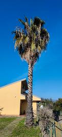 PALMA Washingtonia Robusta