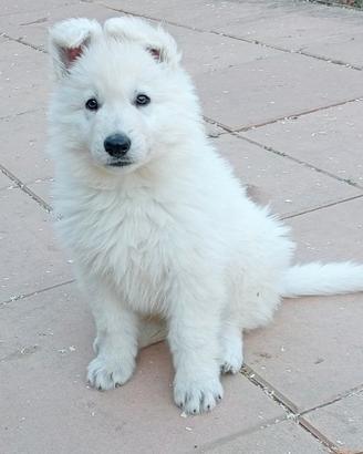 Animali